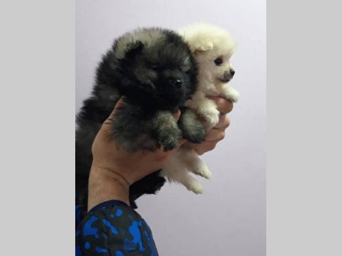 pomeranski špic štenci, male mede besplatni mali oglasi