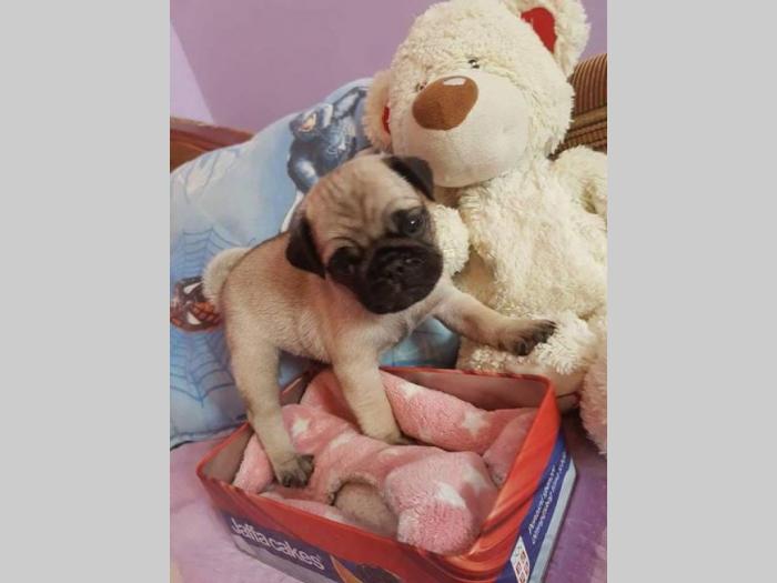 mops ženska štenad besplatni mali oglasi