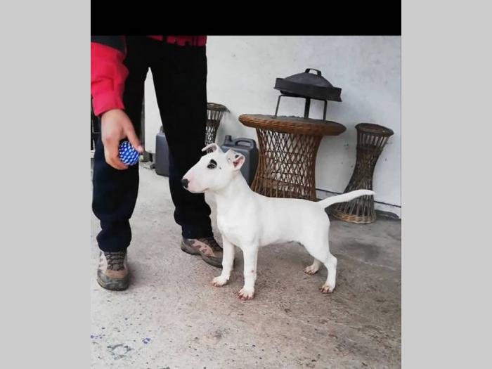 bull terrier, muško štene šampionskog porekla besplatni mali oglasi