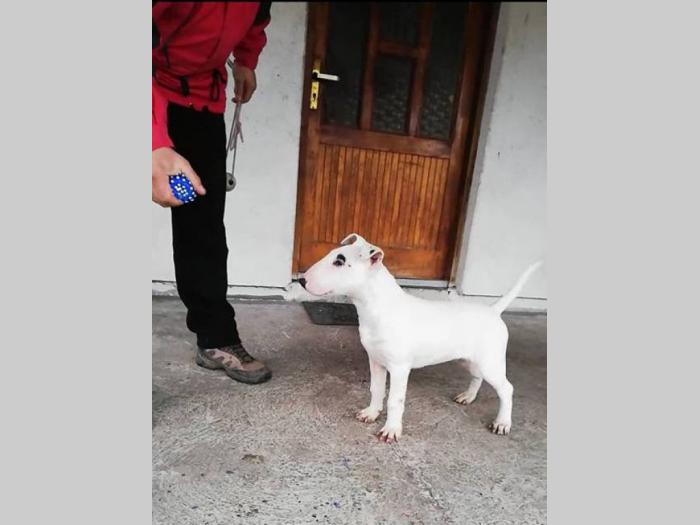 bull terrier, muško štene šampionskog porekla besplatni mali oglasi