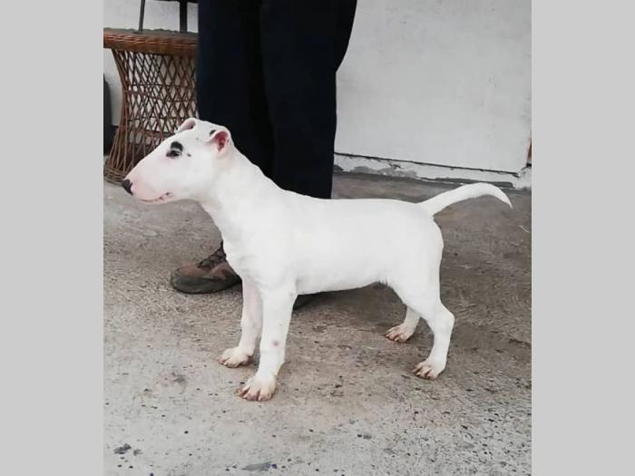 bull terrier, muško štene šampionskog porekla besplatni mali oglasi