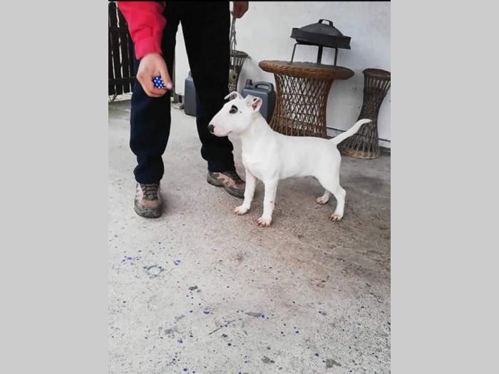 bull terrier, muško štene šampionskog porekla besplatni mali oglasi