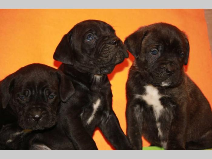 cane corso štenci šampionskog porekla besplatni mali oglasi