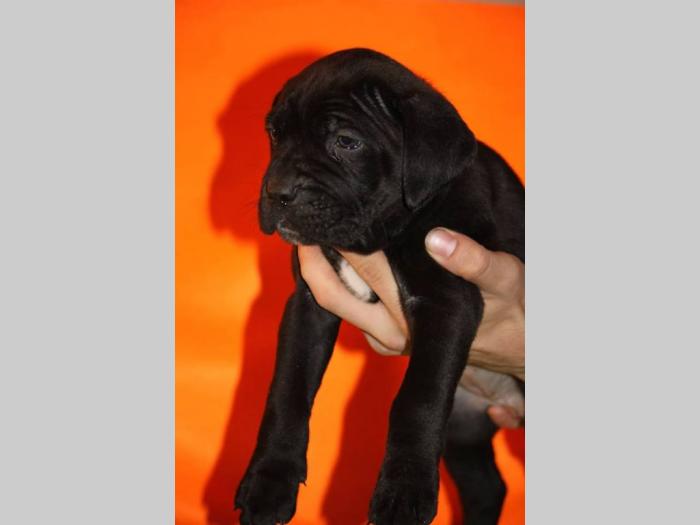 cane corso štenci šampionskog porekla besplatni mali oglasi