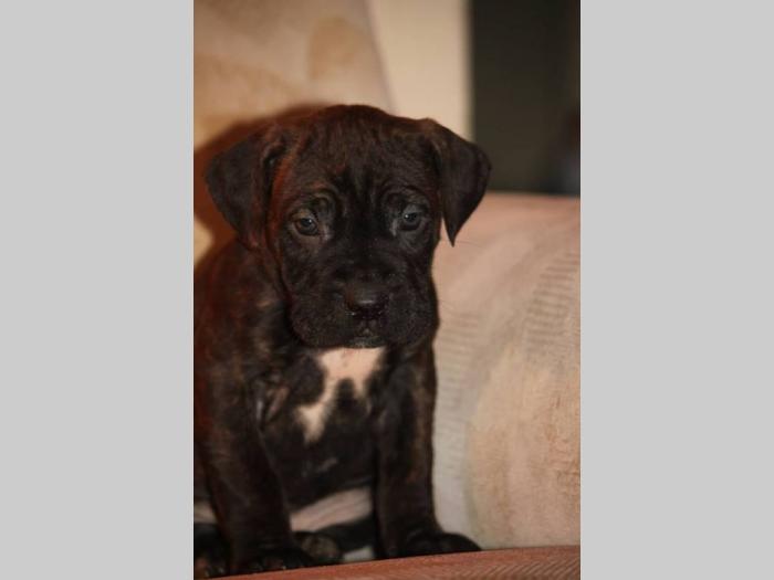 cane corso štenci šampionskog porekla besplatni mali oglasi