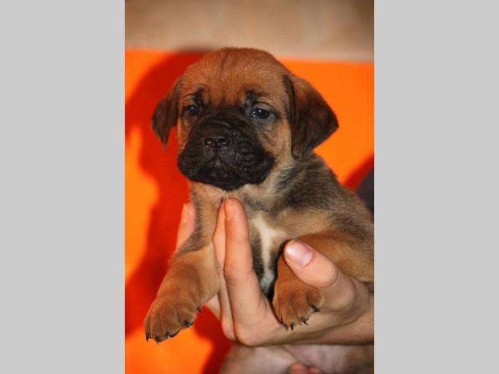 cane corso štenci šampionskog porekla besplatni mali oglasi