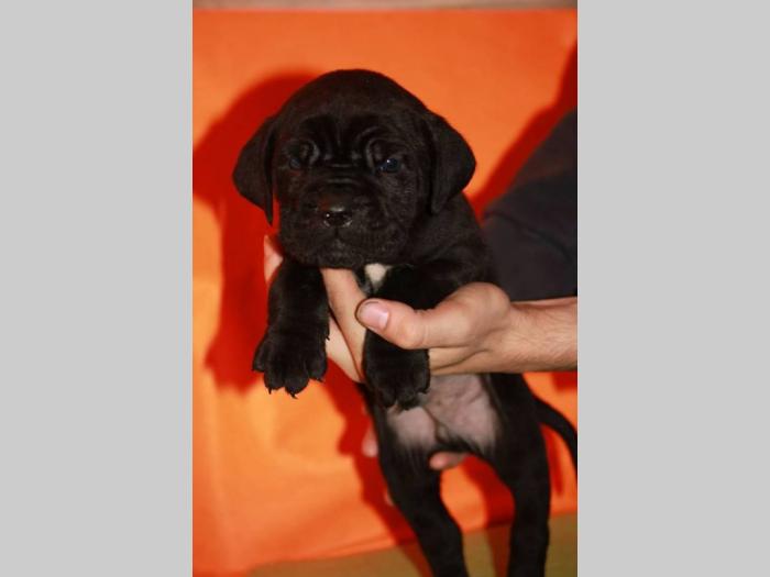 cane corso štenci šampionskog porekla besplatni mali oglasi