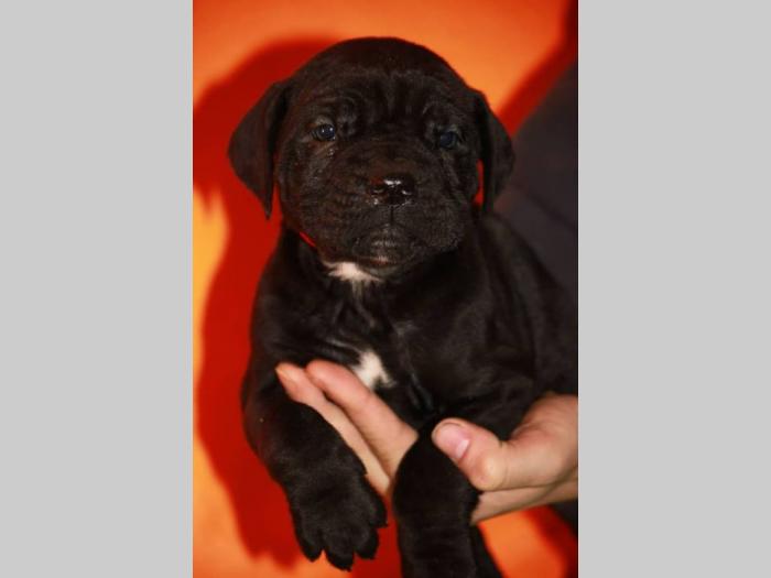 cane corso štenci šampionskog porekla besplatni mali oglasi