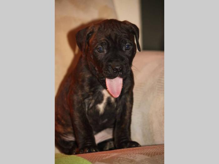 cane corso štenci šampionskog porekla besplatni mali oglasi