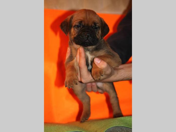 cane corso štenci šampionskog porekla besplatni mali oglasi