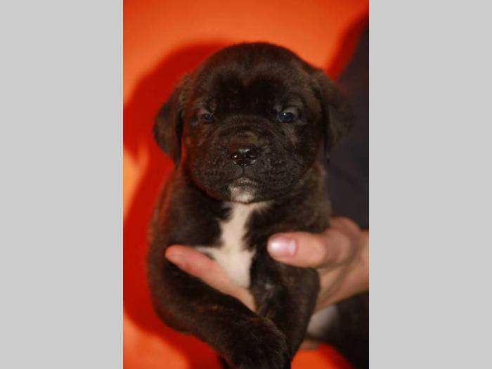 cane corso štenci šampionskog porekla besplatni mali oglasi