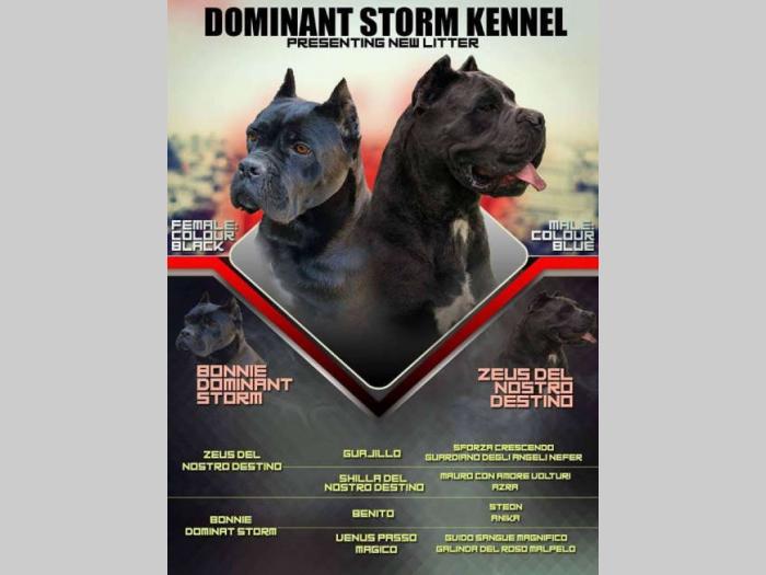 cane corso štenci na prodaju besplatni mali oglasi