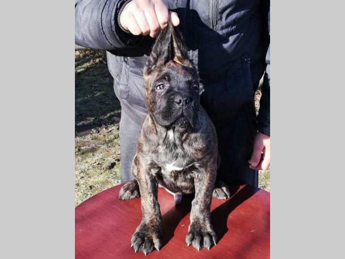 cane corso štenci na prodaju besplatni mali oglasi