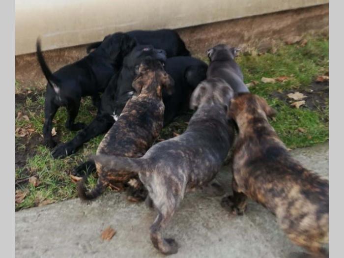 cane corso štenci na prodaju besplatni mali oglasi