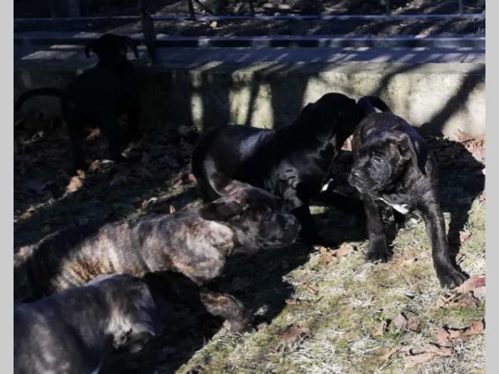 cane corso štenci na prodaju besplatni mali oglasi
