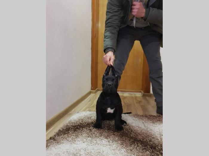 cane corso štenci na prodaju besplatni mali oglasi