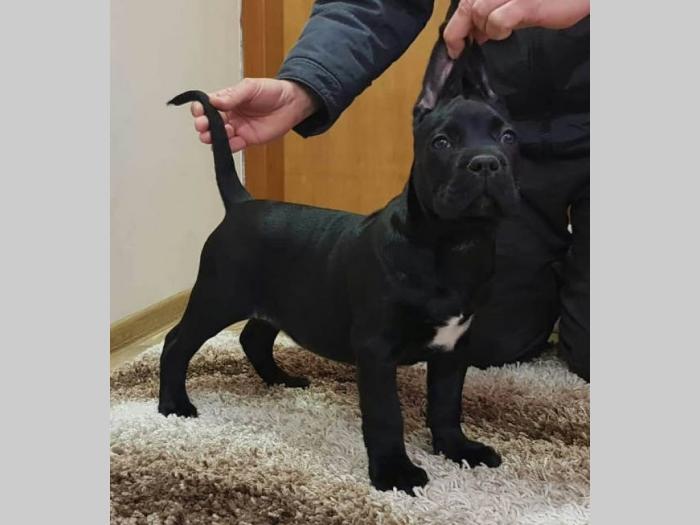 cane corso štenci na prodaju besplatni mali oglasi