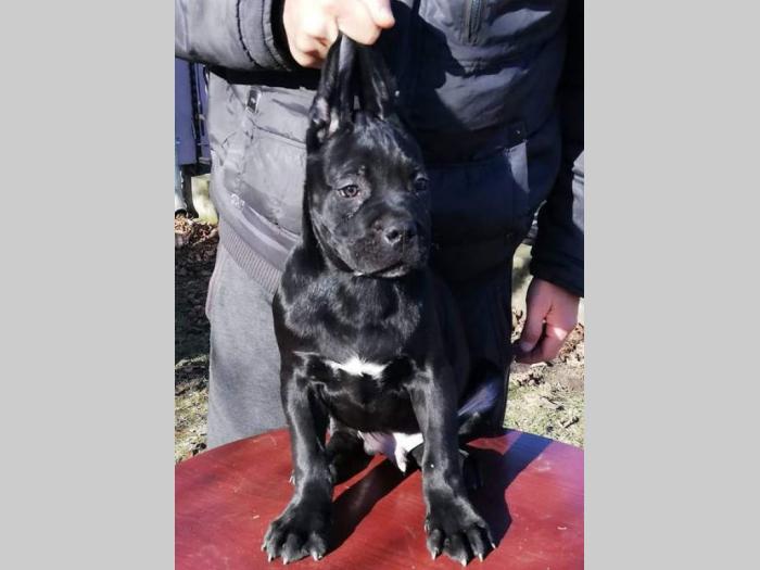 cane corso štenci na prodaju besplatni mali oglasi