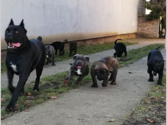 cane corso štenci na prodaju besplatni mali oglasi