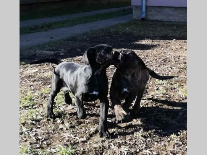 cane corso štenci na prodaju besplatni mali oglasi