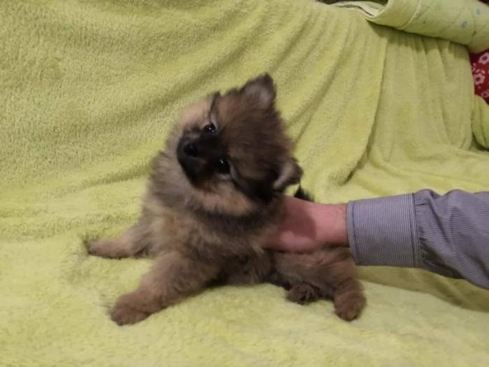 pomeranac prelepo muško štene besplatni mali oglasi