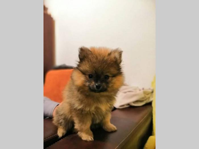 pomeranac prelepo muško štene besplatni mali oglasi