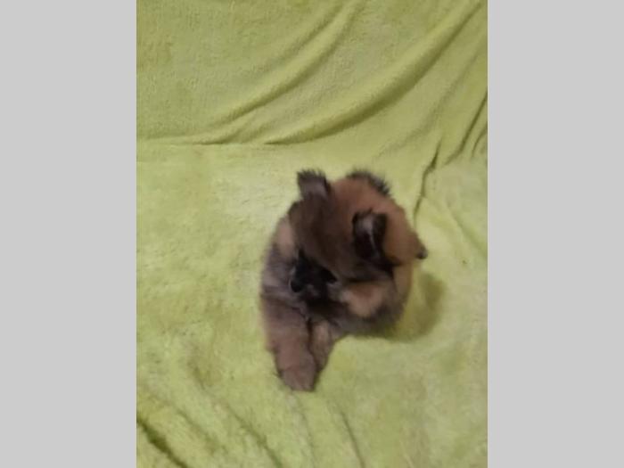 pomeranac prelepo muško štene besplatni mali oglasi