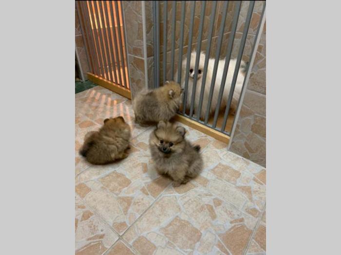 pomeranski špic extra štenci besplatni mali oglasi