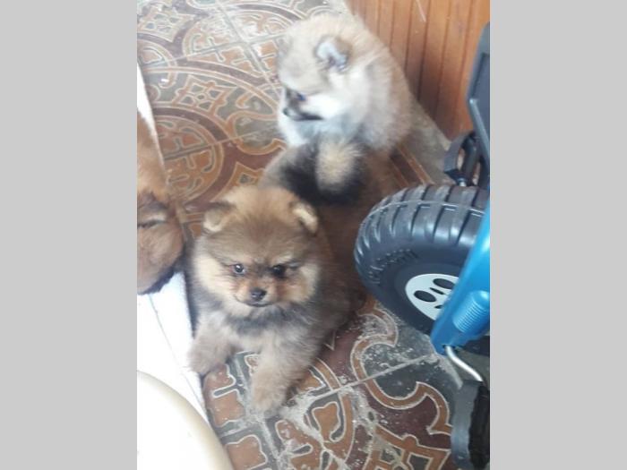 prodajem štence pomeranskog špica besplatni mali oglasi