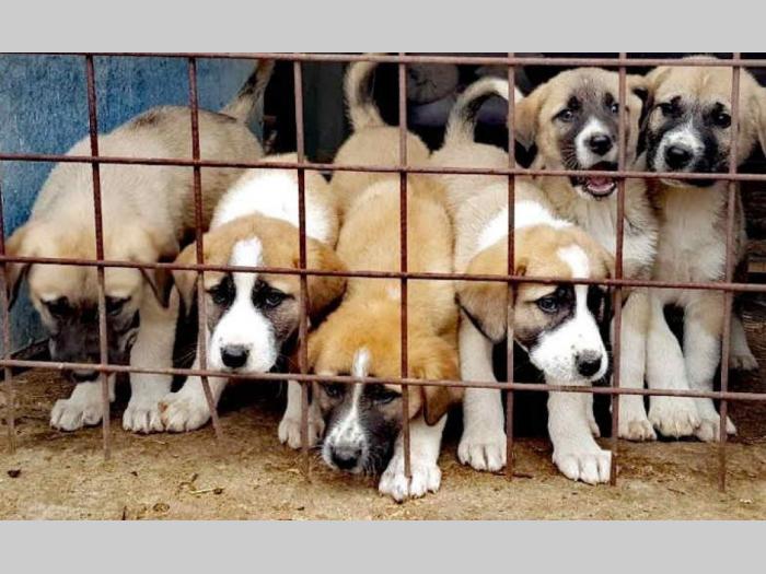 kangal štenci besplatni mali oglasi