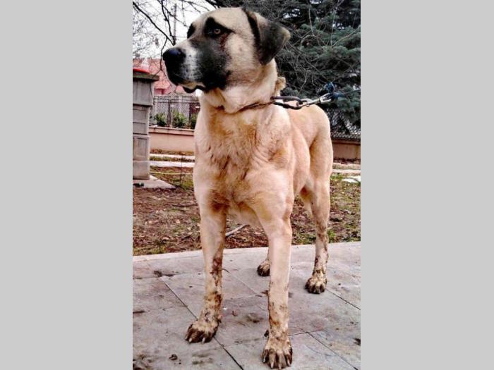 kangal štenci besplatni mali oglasi