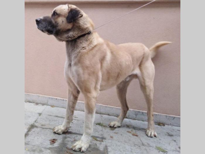 kangal štenci besplatni mali oglasi