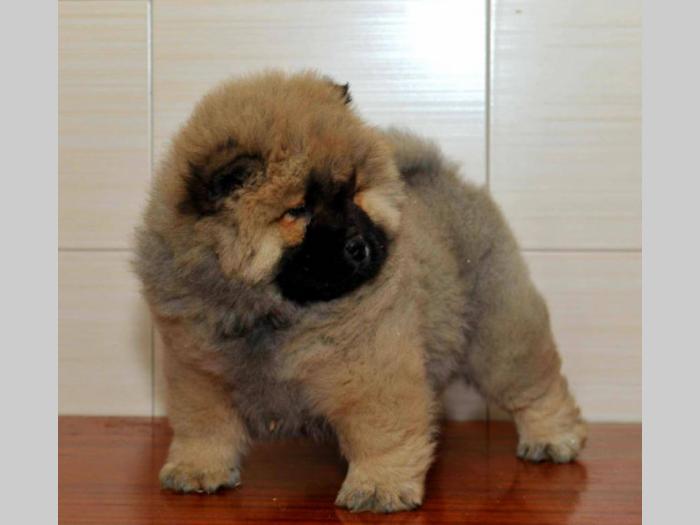 chow chow tri prelepe ženkice besplatni mali oglasi
