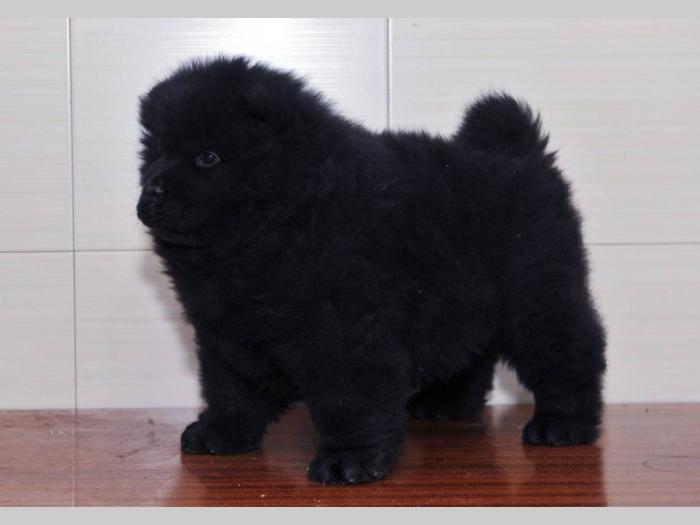 chow chow tri prelepe ženkice besplatni mali oglasi