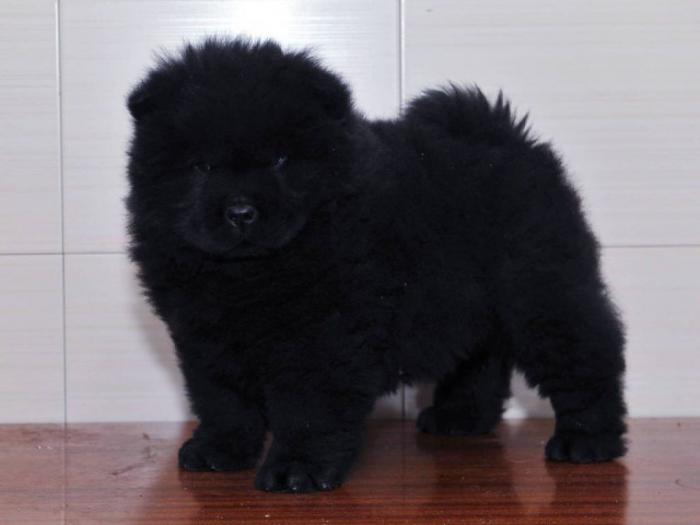 chow chow tri prelepe ženkice besplatni mali oglasi