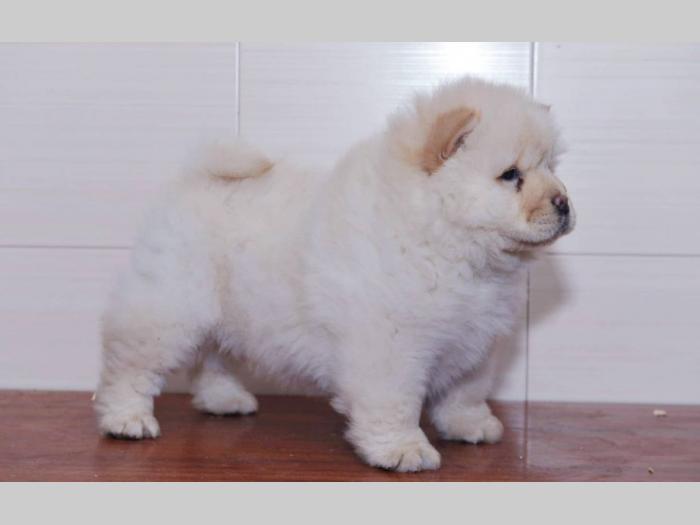 chow chow tri prelepe ženkice besplatni mali oglasi