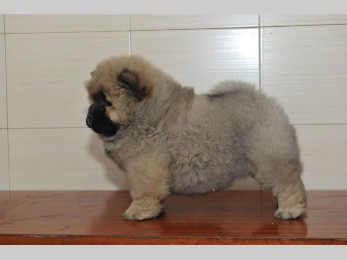 chow chow tri prelepe ženkice besplatni mali oglasi