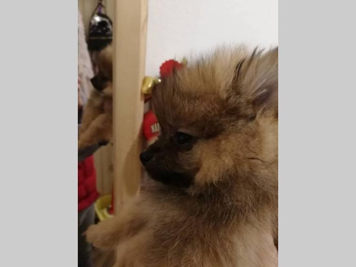 pomeranac dečko vrhunskog porekla besplatni mali oglasi