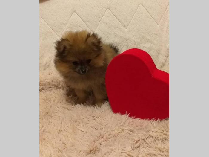 pomeranac dečko vrhunskog porekla besplatni mali oglasi