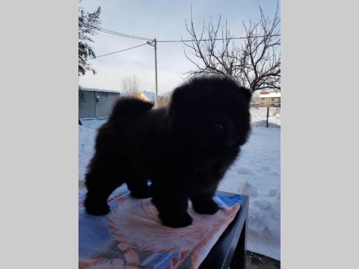 chow chow vrhunski štenci od uveženih roditelja besplatni mali oglasi