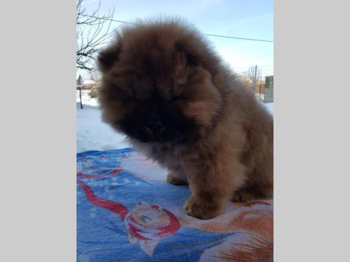 chow chow vrhunski štenci od uveženih roditelja besplatni mali oglasi
