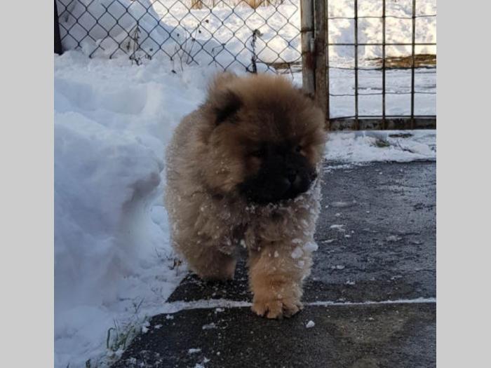 chow chow vrhunski štenci od uveženih roditelja besplatni mali oglasi