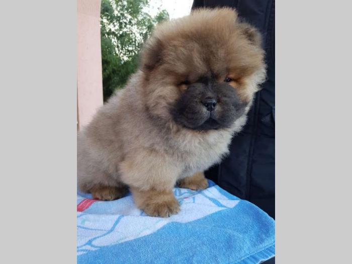 chow chow vrhunski štenci od uveženih roditelja besplatni mali oglasi