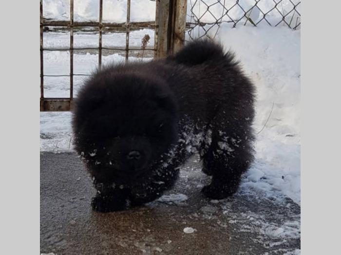 chow chow vrhunski štenci od uveženih roditelja besplatni mali oglasi