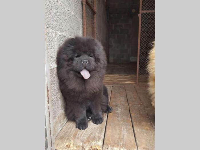 chow chow vrhunski štenci od uveženih roditelja besplatni mali oglasi