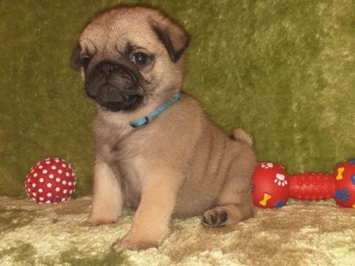 mops štenci šampionskog porekla besplatni mali oglasi