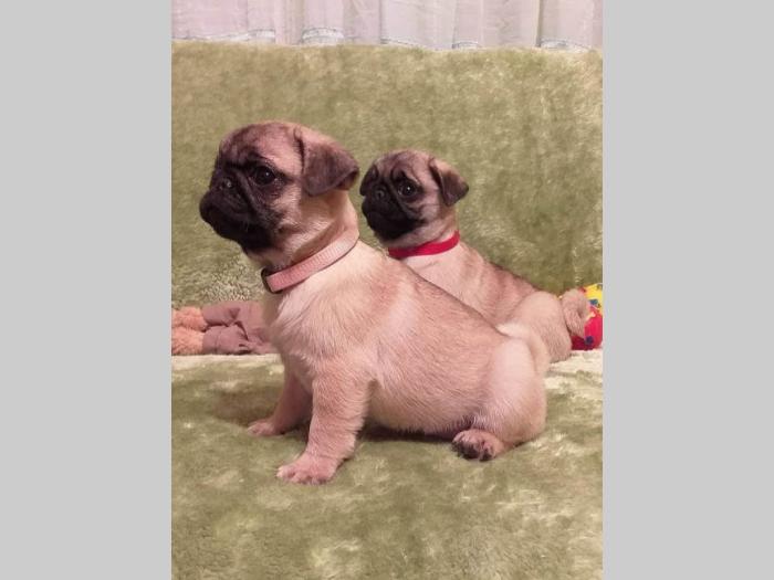 mops štenci šampionskog porekla besplatni mali oglasi