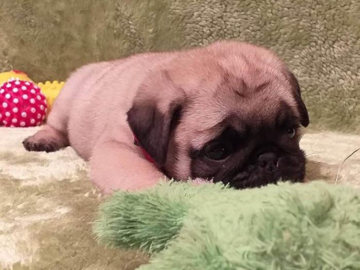 mops štenci šampionskog porekla besplatni mali oglasi