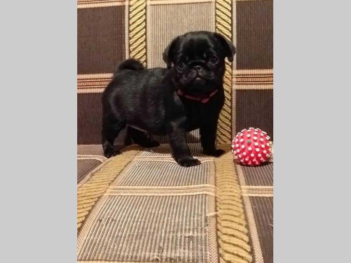 mops štenci šampionskog porekla besplatni mali oglasi