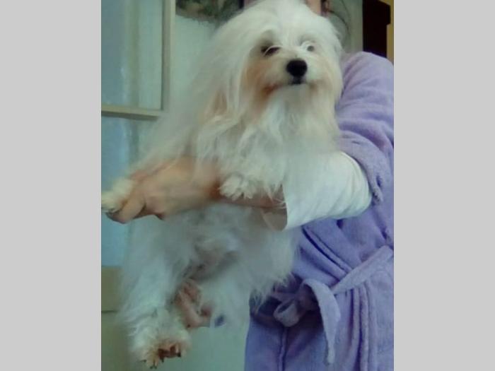 coton de tulear ženka od 4 godine besplatni mali oglasi